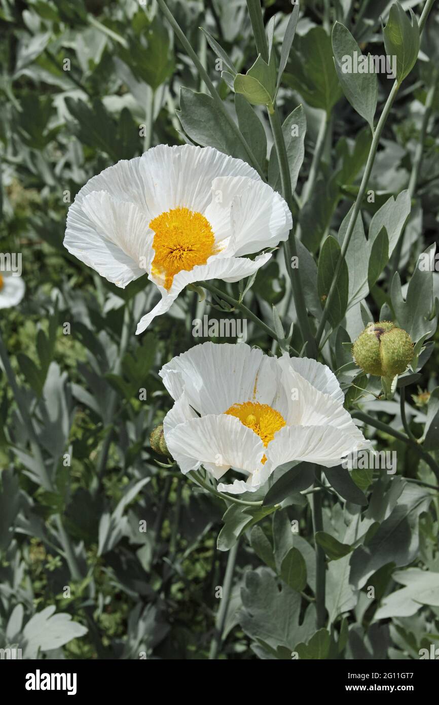 matiliya coquelicots en fleur, fleurs et bourgeon Banque D'Images