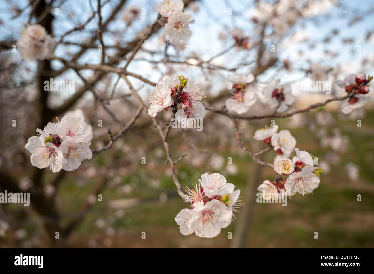 Floraison d'arbres fruitiers au printemps Banque D'Images