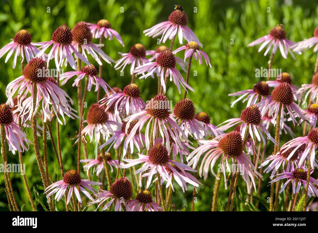 Fleurs roses du jardin Tennessee Coneflower Echinacea tennesseensis Rocky Top Banque D'Images