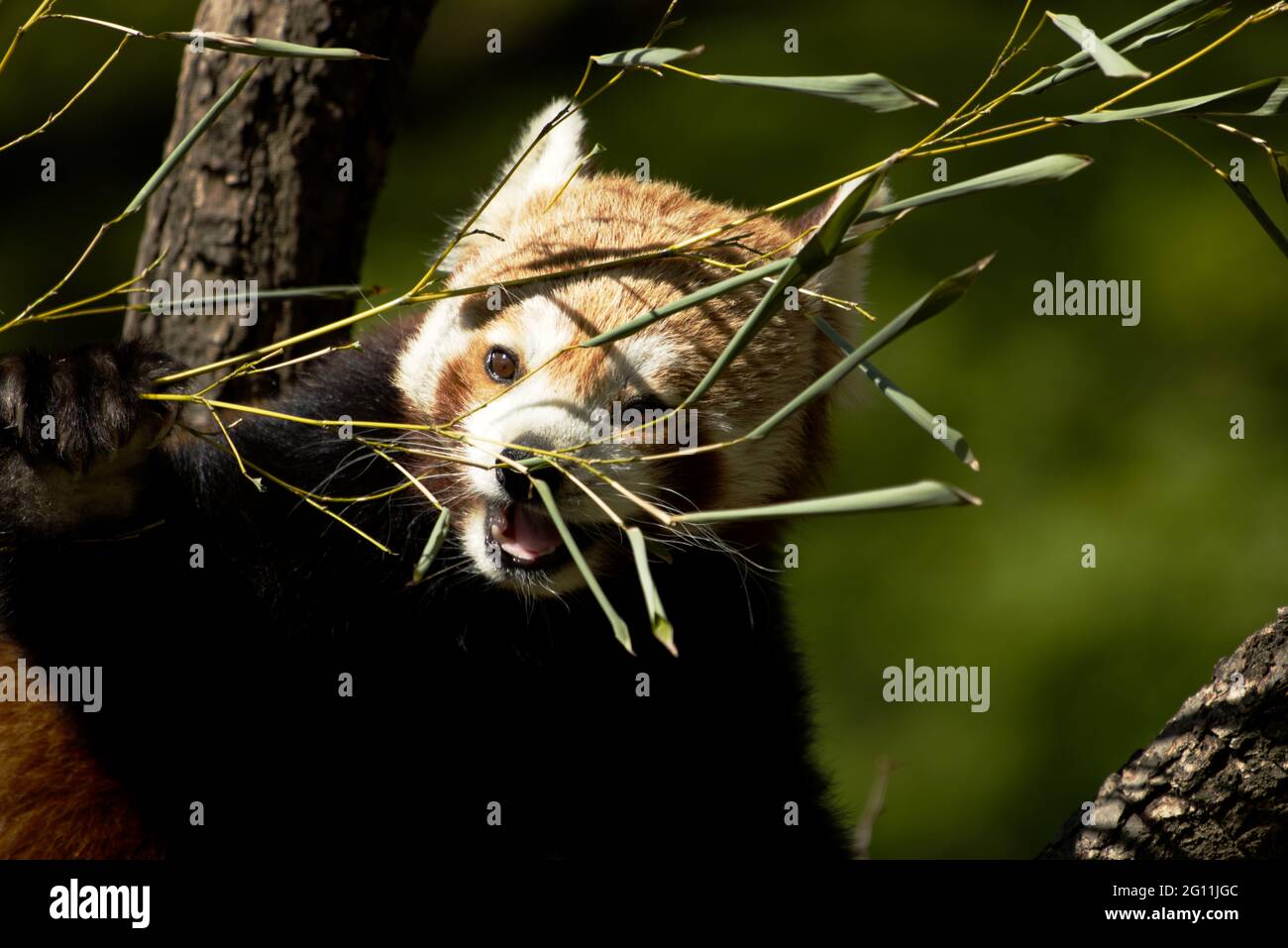 Red Panda - allures sprout en bambou nourrissant Banque D'Images