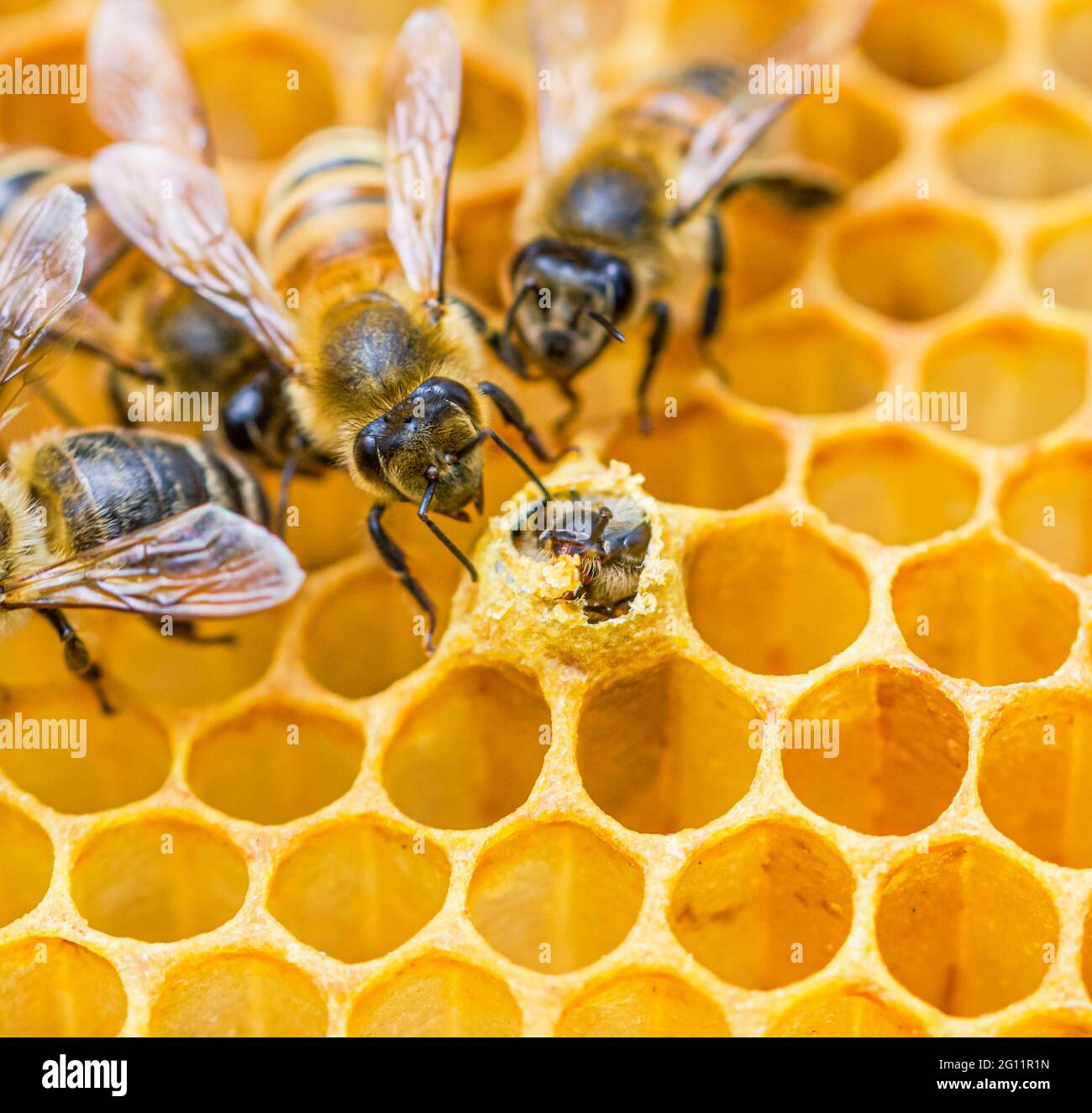 Gros plan sur une abeille infirmière enquêtant sur une abeille émergeante à partir de sa cellule de couvée cirée. (API mellifera) Banque D'Images