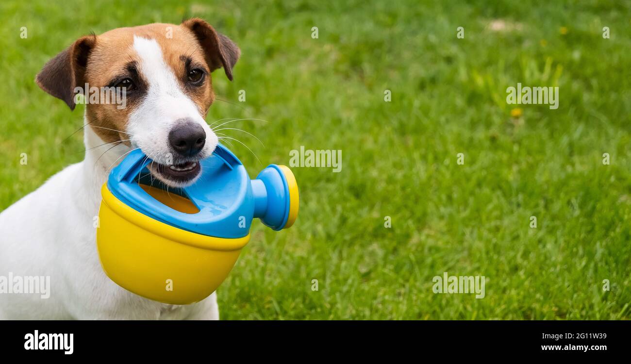 Le chien Jack Russell Terrier est debout sur la pelouse et tient un arrosoir Banque D'Images