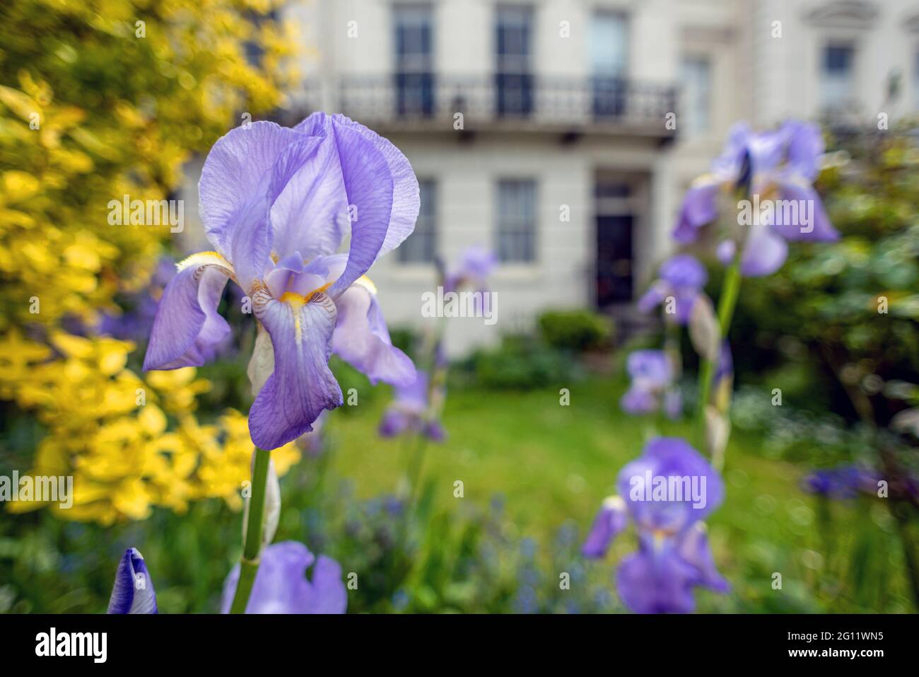 Brighton, 29 mai 2021 : Iris à drapeau bleu (Iris Versicolor) à l'extérieur d'une propriété de Brighton au printemps. Banque D'Images
