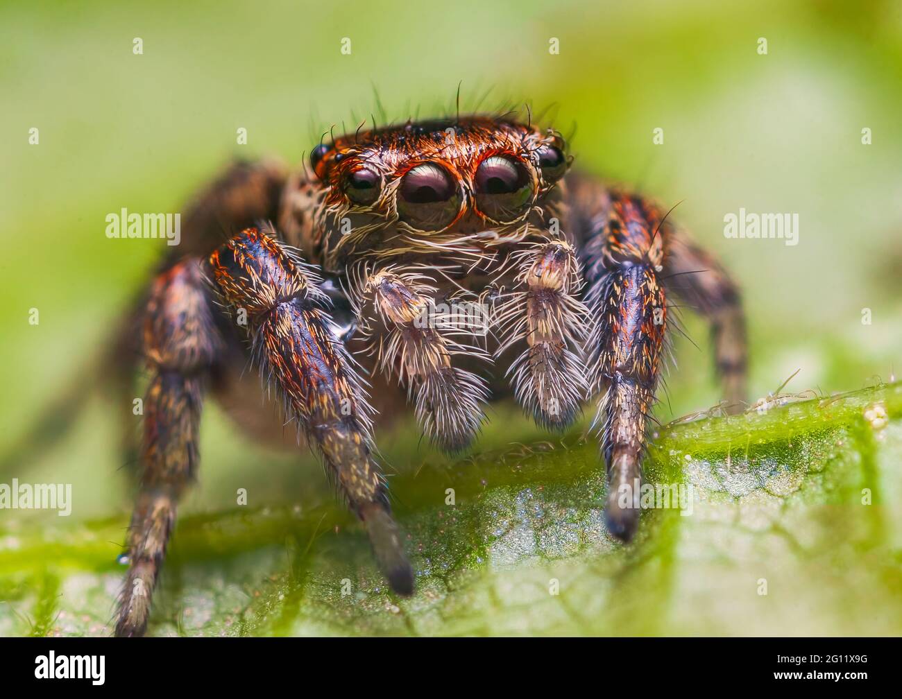 Evarche falcata femelle sautant l'araignée gros plan Banque D'Images