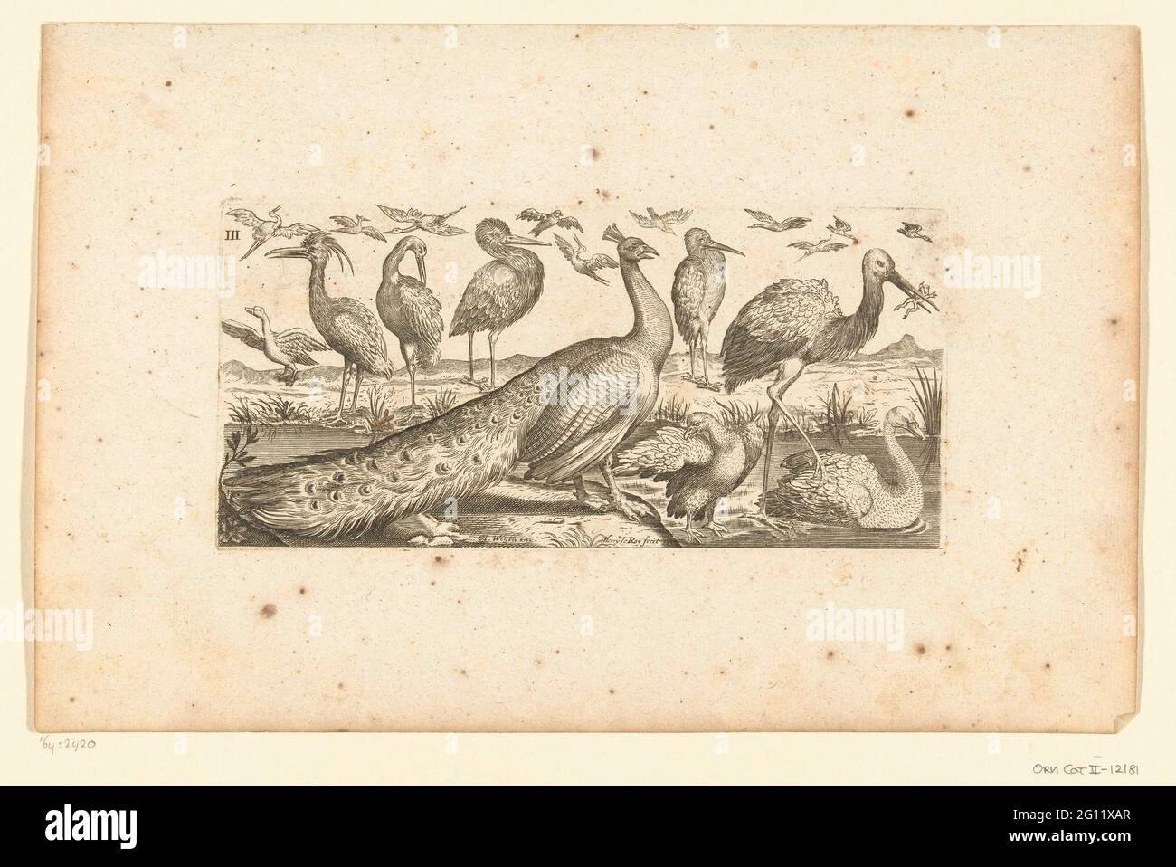 Dix-neuf oiseaux; oiseaux. Il y a un paon au milieu. De la deuxième édition. Banque D'Images