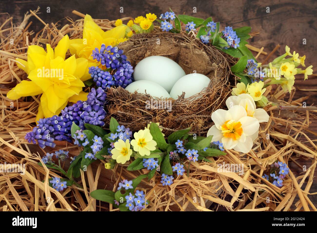 Composition printanière avec des œufs bleus dans un nid d'oiseaux avec des fleurs printanières. Concept d'aliments naturels frais sur fond de bois rustique. Banque D'Images