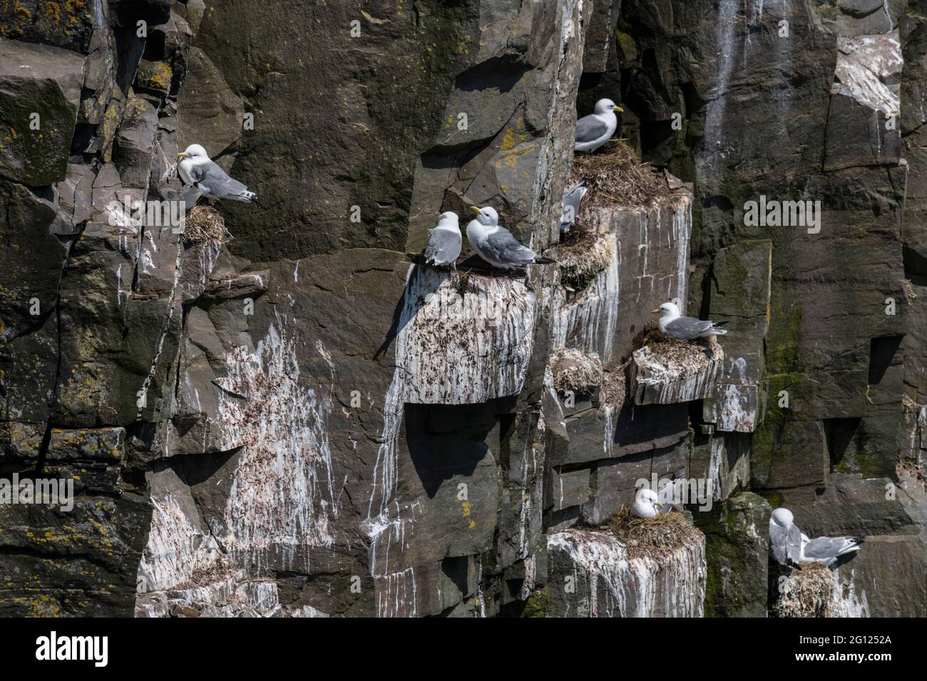 Les Kittieches à pattes noires nichent sur les falaises de la réserve écologique du Cap-St. Mary, Terre-Neuve, Canada Banque D'Images