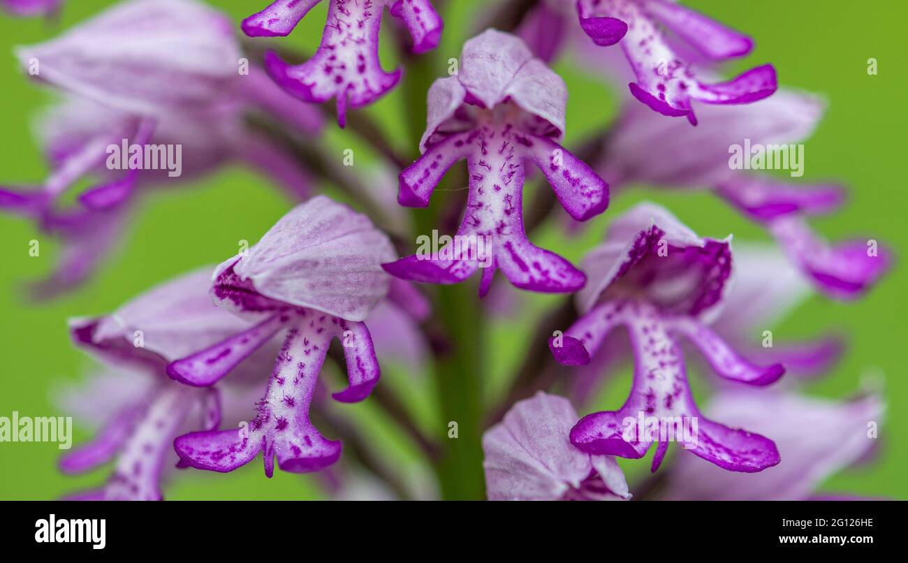 Orchidée militaire (Orchis militaris) rare fleur sauvage en juin à Homefield Wood SSSI, Buckinghamshire, Angleterre, Royaume-Uni Banque D'Images