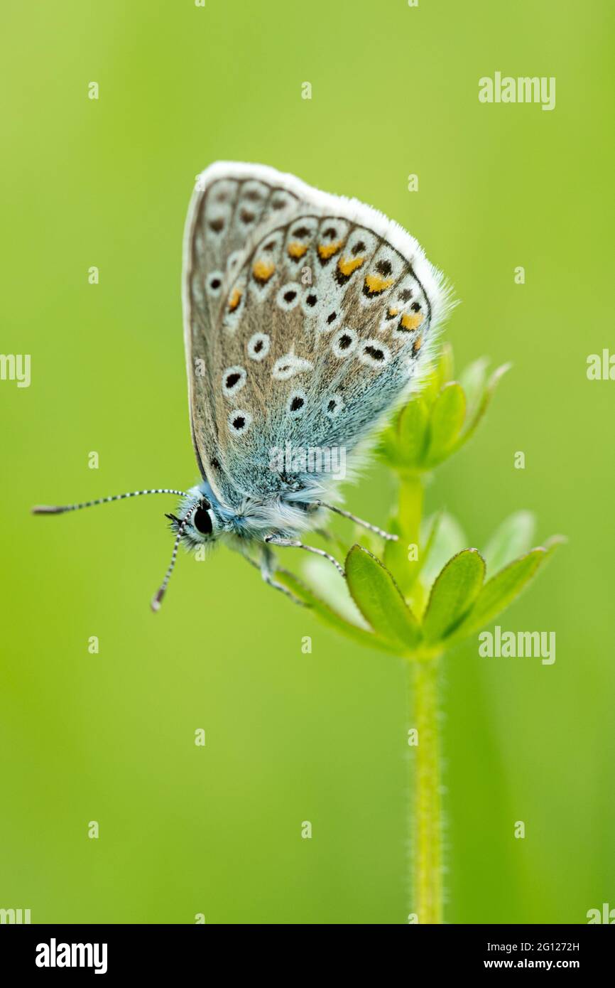 Papillon bleu commun (Polyommatus icarus) dans l'habitat des prairies, au Royaume-Uni, en juin Banque D'Images
