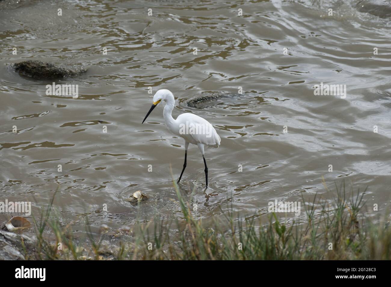Egret de neige blanc à Orange Valley, Trinidad. Banque D'Images
