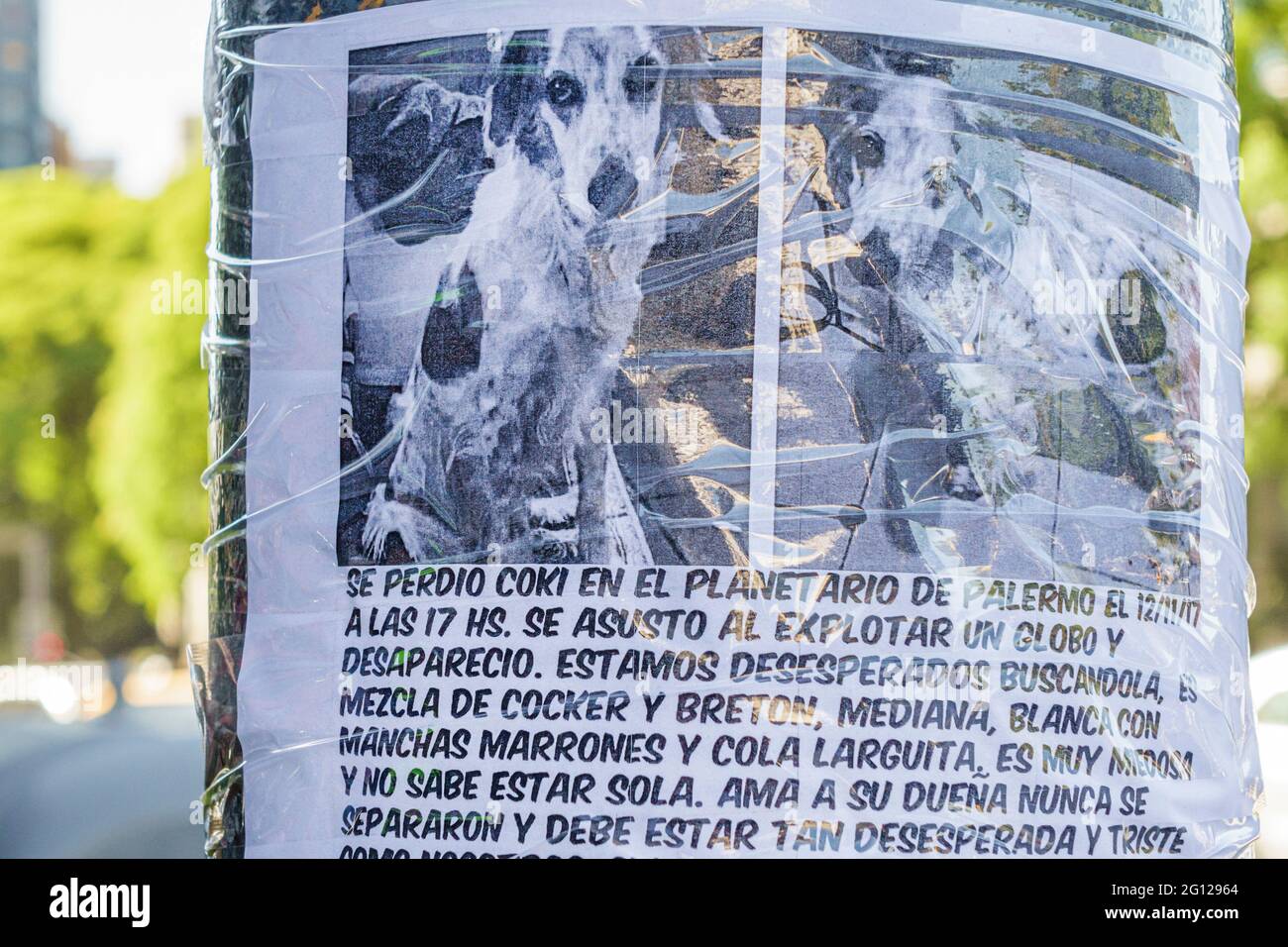 Argentine Buenos Aires perdu chien animal de compagnie signe affiche aimée animal de compagnie dramatique de la famille plaidoyer pour le retour de la langue espagnole Banque D'Images