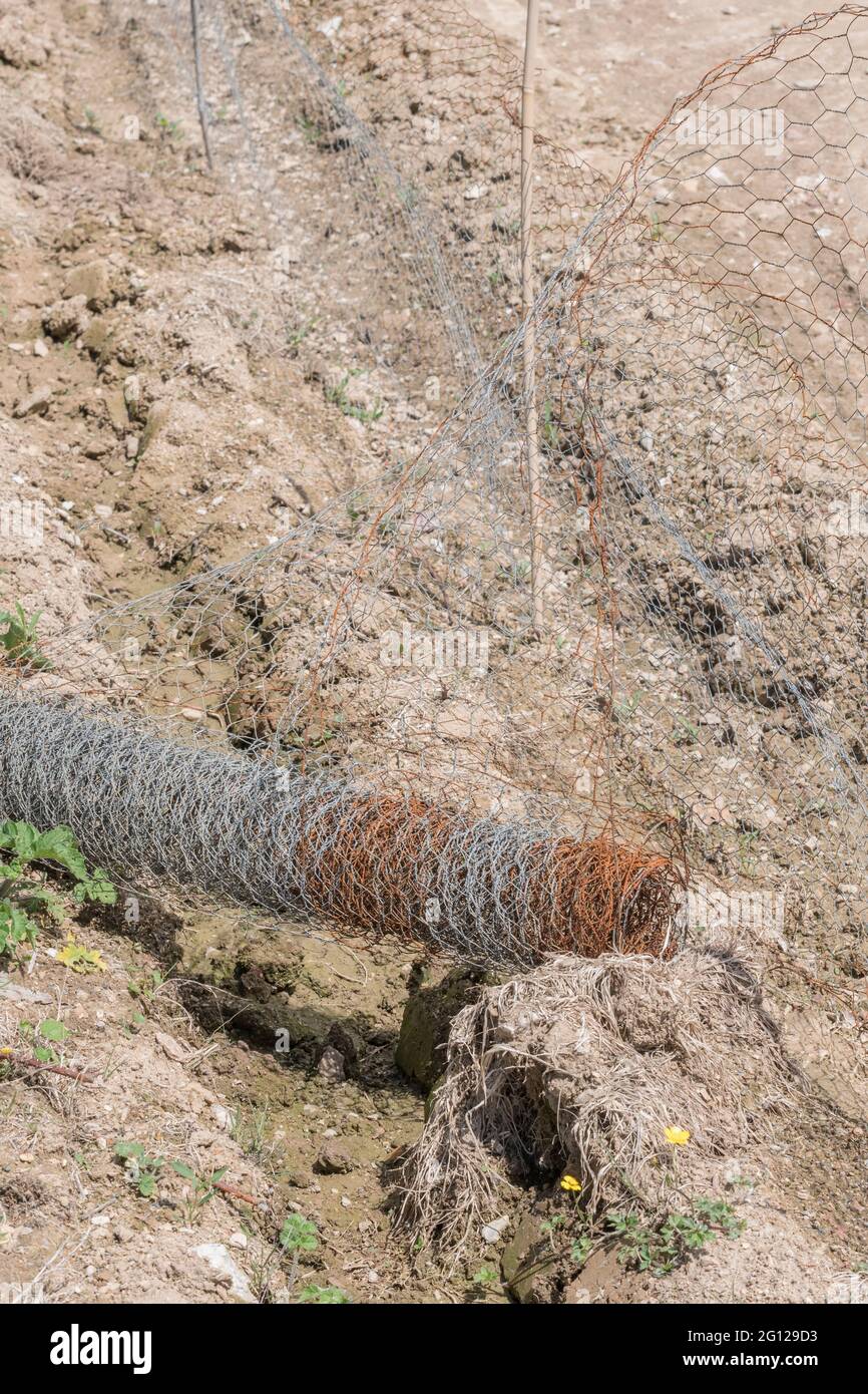 Rouleau de fil de poulet légèrement rouillé utilisé pour créer une clôture antilapin ou cerf autour d'une culture arable dans un champ. Pour la protection des plantes. Banque D'Images