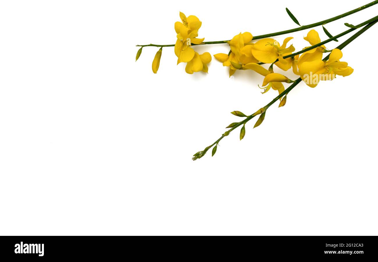 fleurs à balai jaune isolées sur fond blanc, avec espace de copie, pour carte de vœux et étiquette Banque D'Images