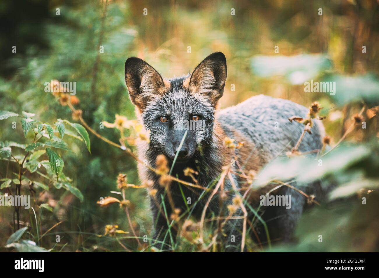 Renard Argente Banque D Image Et Photos Alamy Renard Argente Banque D Image Et Photos Alamy
