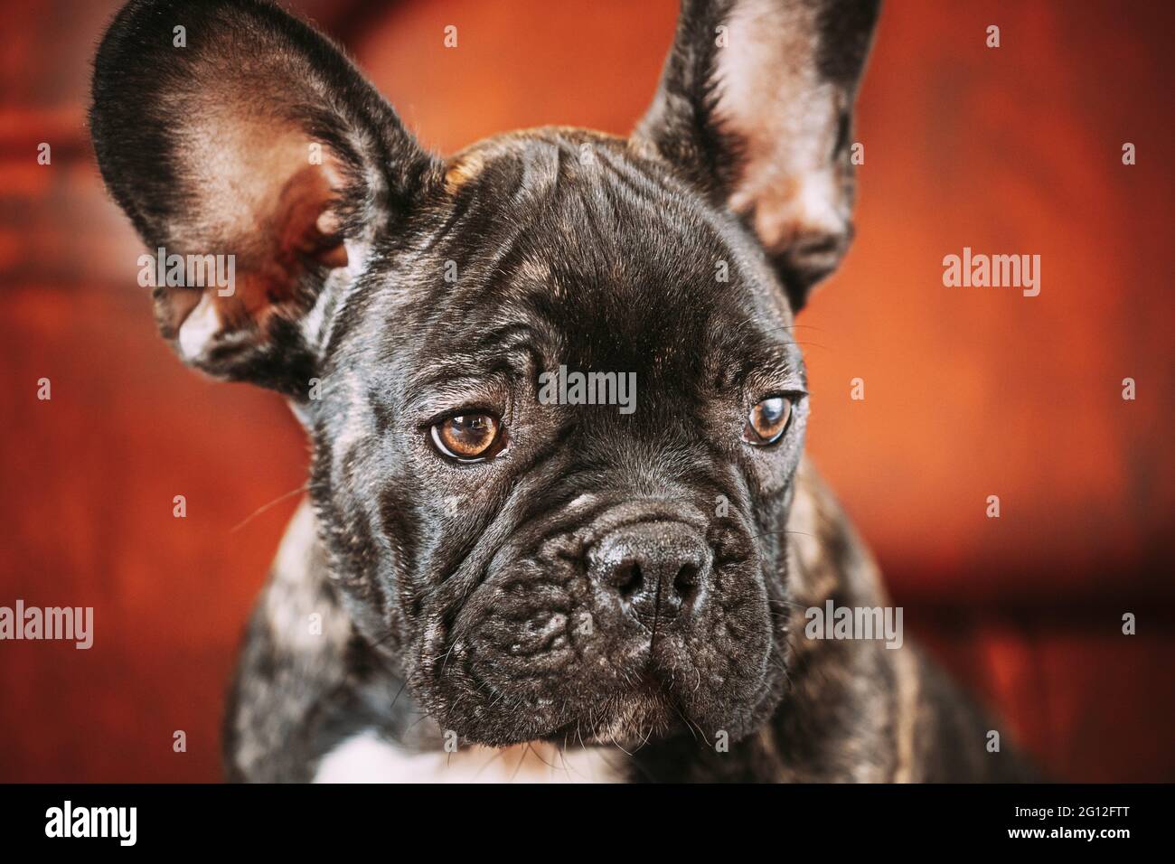 Gros Plan Portrait Du Jeune Chien Bulldog Francais Noir Puppy Chien Drole Bebe Avec De Beaux Yeux Musques Noirs Bulldog Chien Chiot Adorable Bulldog Puppy Photo Stock Alamy
