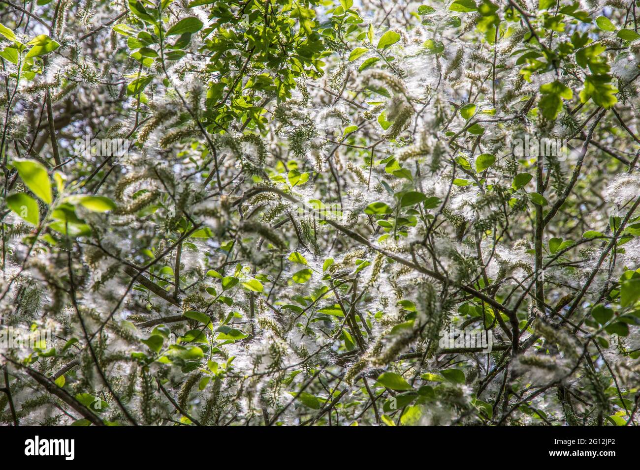 Graines de saule blanc Banque D'Images