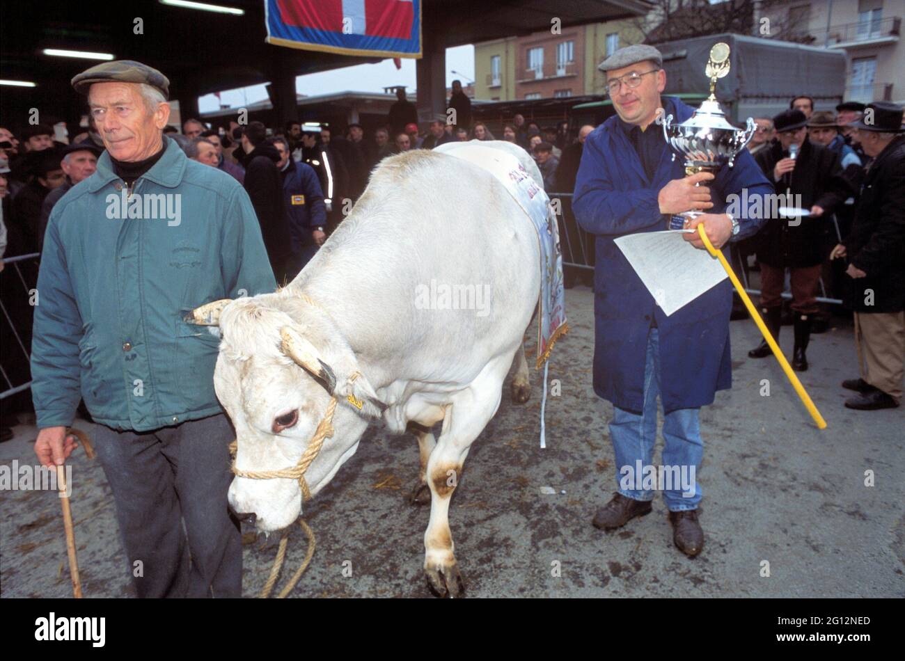 Fête traditionnelle de 'Bue Grasso' (FAT ox) à Carrù (Cuneo, Piémont, Italie), foire de race 'blanc piémontais', l'un des plus anciens animaux d'Italie Banque D'Images