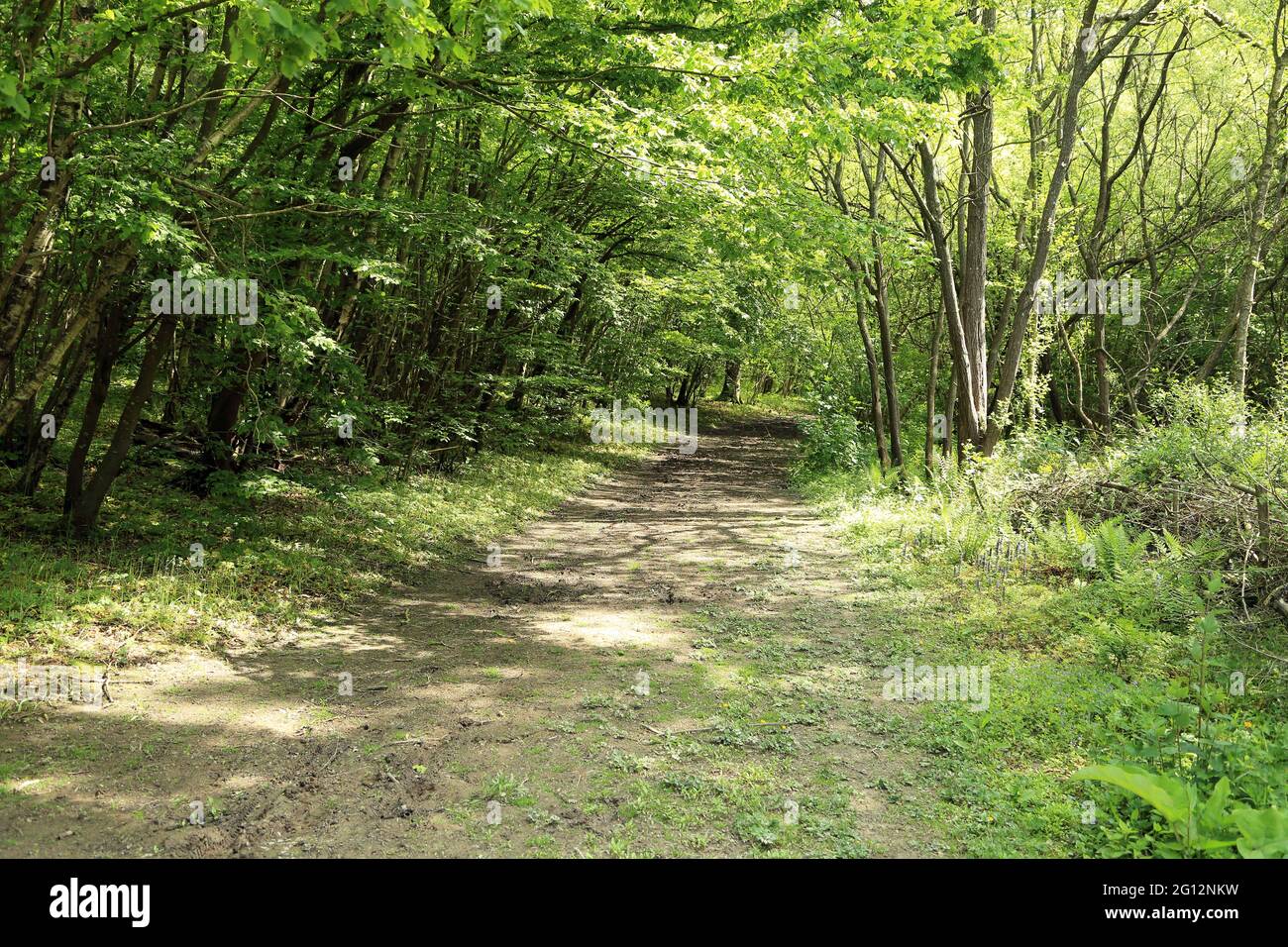 Greensand Way et Saxon Shore Way sentiers longue distance dans Ham Street Woods, Hamstreet près d'Ashford, Kent, Angleterre, Royaume-Uni Banque D'Images