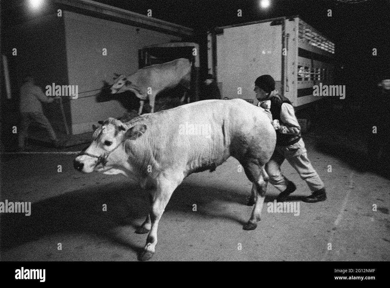 Fête traditionnelle de 'Bue Grasso' (FAT ox) à Carrù (Cuneo, Piémont, Italie), foire de race 'blanc piémontais', l'un des plus anciens animaux d'Italie Banque D'Images