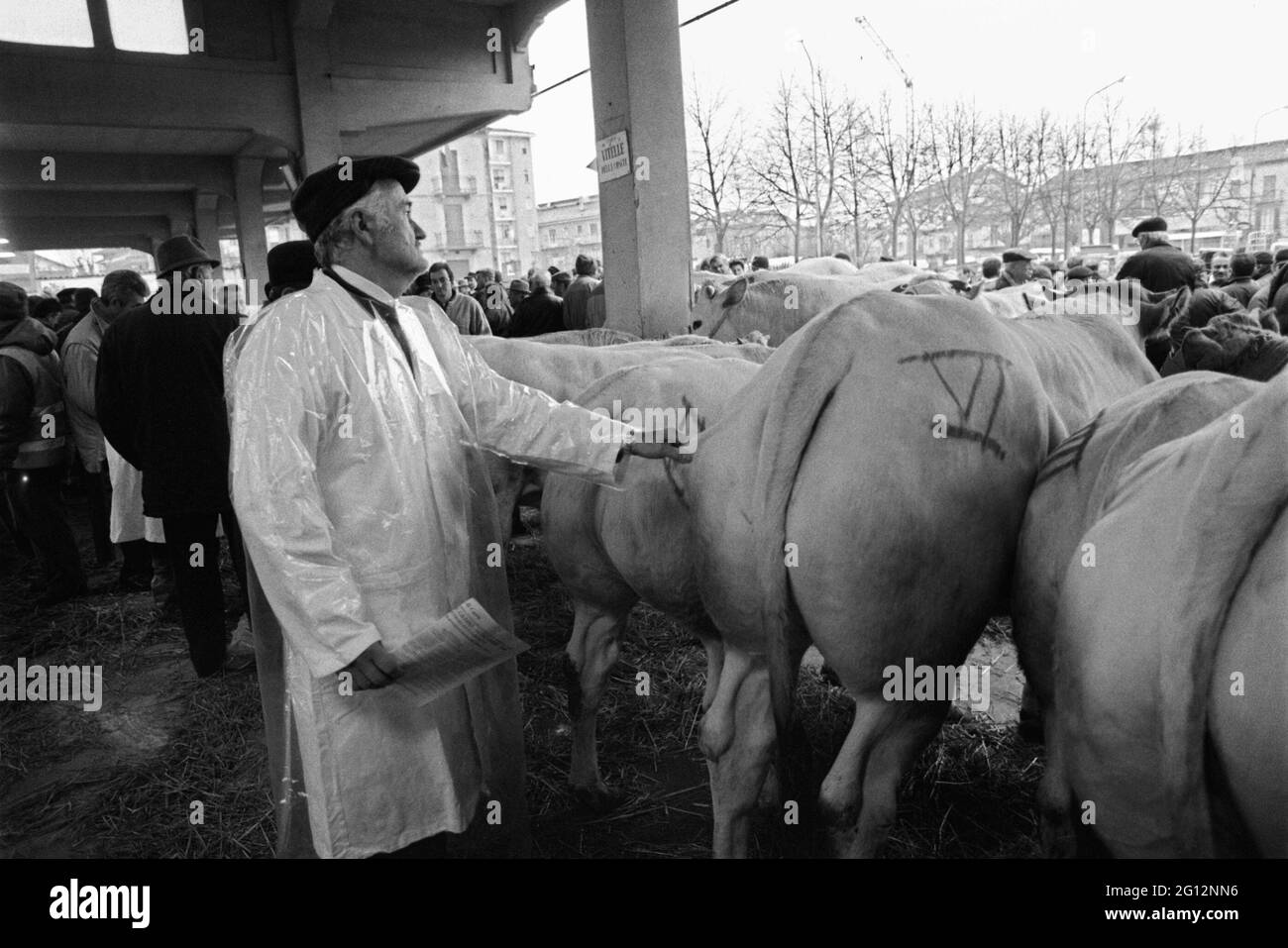 Fête traditionnelle de 'Bue Grasso' (FAT ox) à Carrù (Cuneo, Piémont, Italie), foire de race 'blanc piémontais', l'un des plus anciens animaux d'Italie Banque D'Images