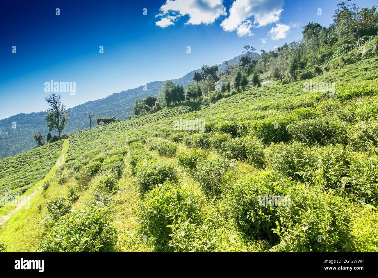 Jardin de thé de Temi de Ravangla, Sikkim, belle plantation de thé vaste sur un terrain en pente greadully avec des montagnes et le ciel bleu en arrière-plan. Il est allumé Banque D'Images