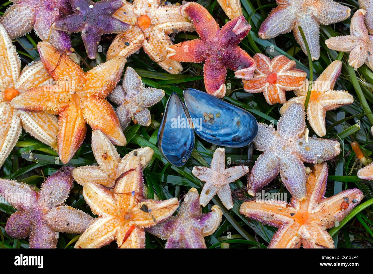 Échouage massif d'étoiles de mer communes mortes / étoiles de mer communes / étoiles de mer à sucre (Asterias rubens) lavées à terre sur la plage de sable le long de la côte de la mer du Nord Banque D'Images