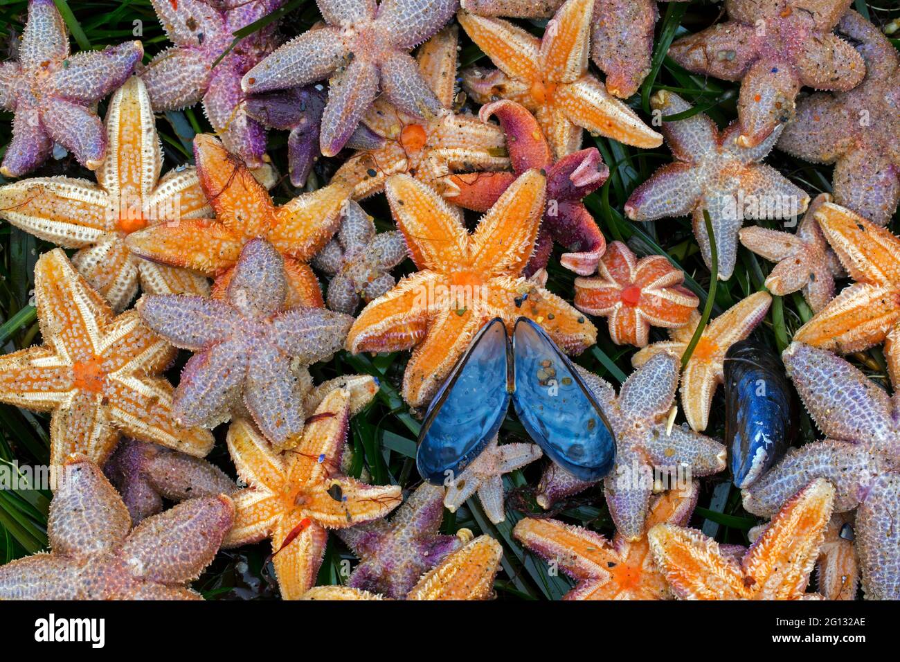 Échouage massif d'étoiles de mer communes mortes / étoiles de mer communes / étoiles de mer à sucre (Asterias rubens) lavées à terre sur la plage de sable le long de la côte de la mer du Nord Banque D'Images