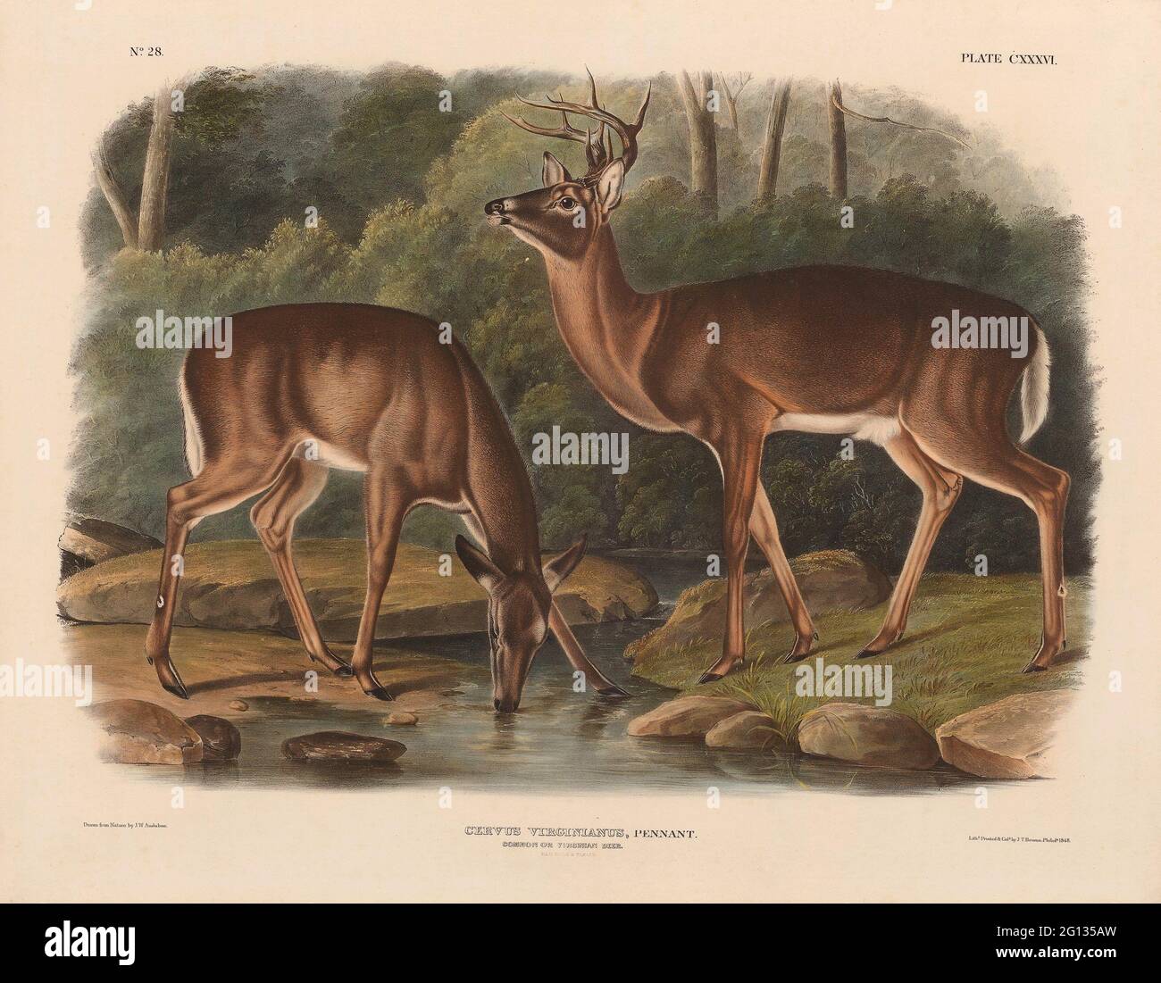 Auteur: John Woodhouse Audubon. Cervus virginianus - 1848 - John Woodhouse Audubon American, 1812-1862. Lithographie colorée à la main sur papier vélin. Unis Banque D'Images