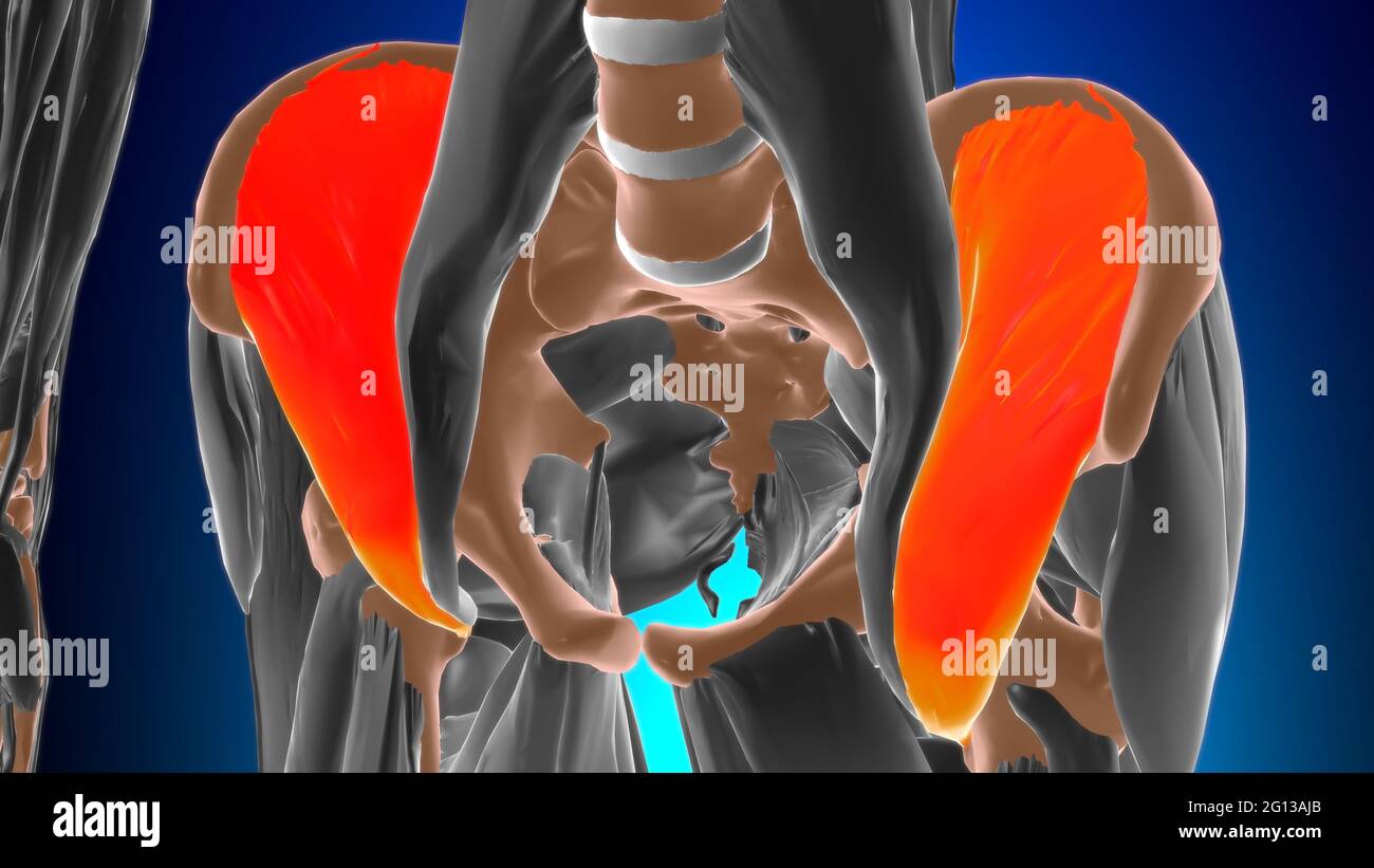 Iliacus muscle Anatomy for Medical concept 3D Illustration Banque D'Images