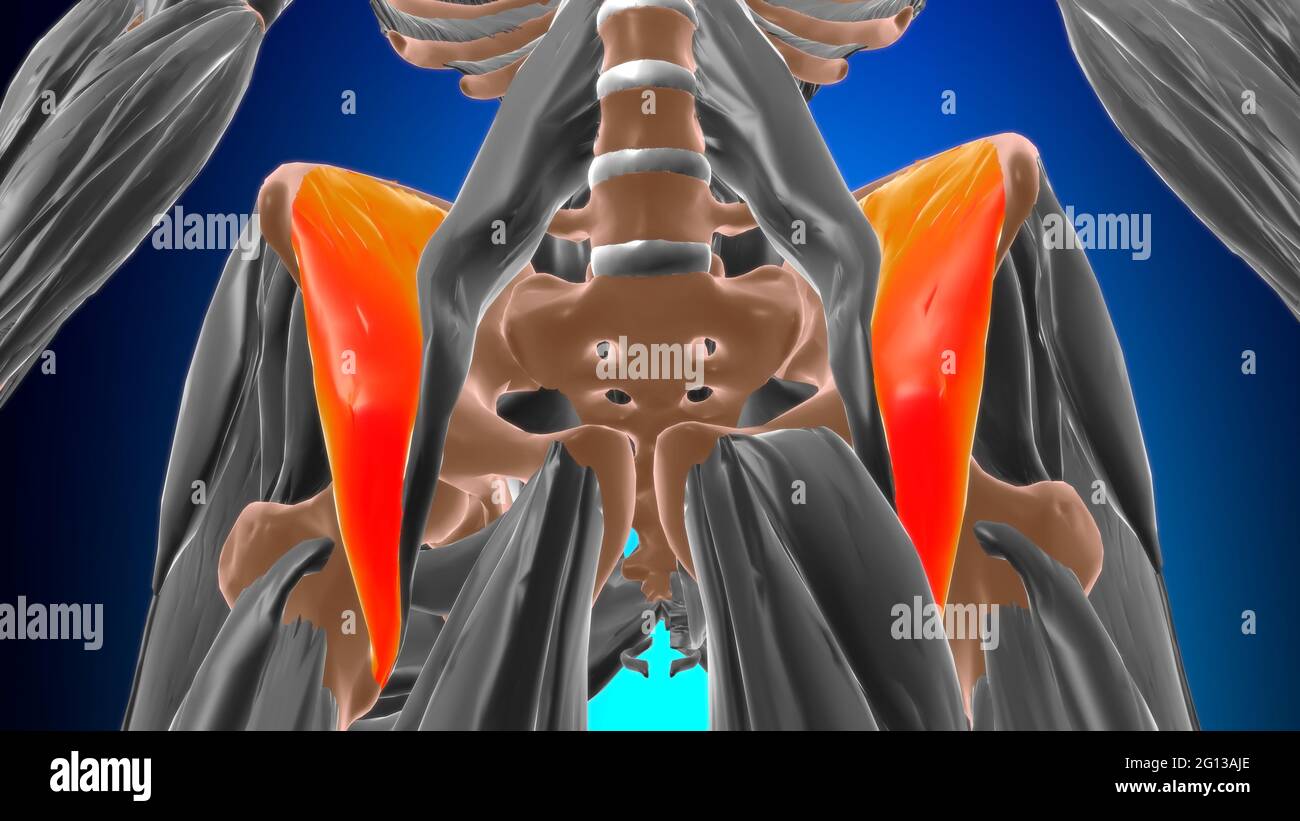 Iliacus muscle Anatomy for Medical concept 3D Illustration Banque D'Images