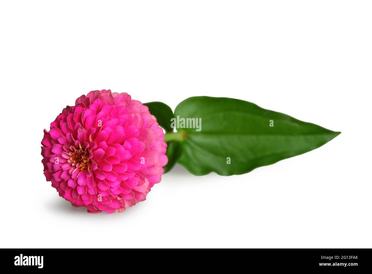 Fleur de zinnia rose isolée sur fond blanc Banque D'Images