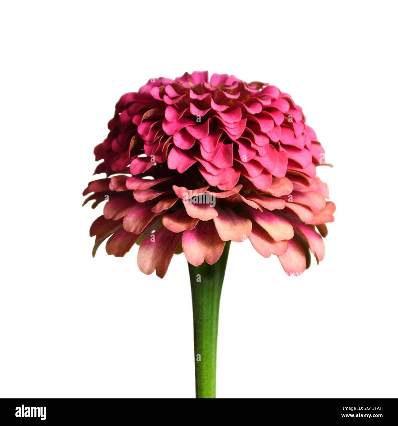 Zinnia fleur isolé sur fond blanc Banque D'Images