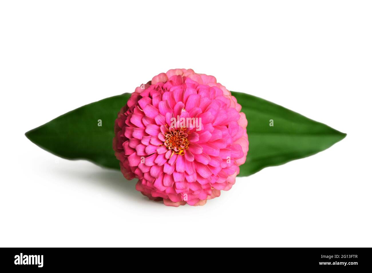 Zinnia fleur isolé sur fond blanc Banque D'Images