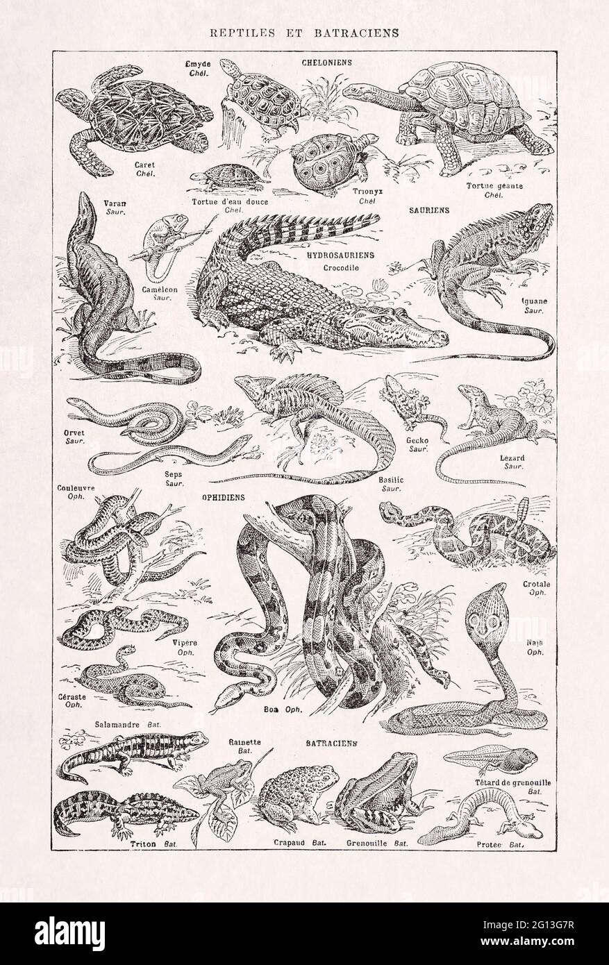 Ancienne illustration des reptiles imprimée dans un dictionnaire français par l'éditeur Larousse en 1889. Banque D'Images