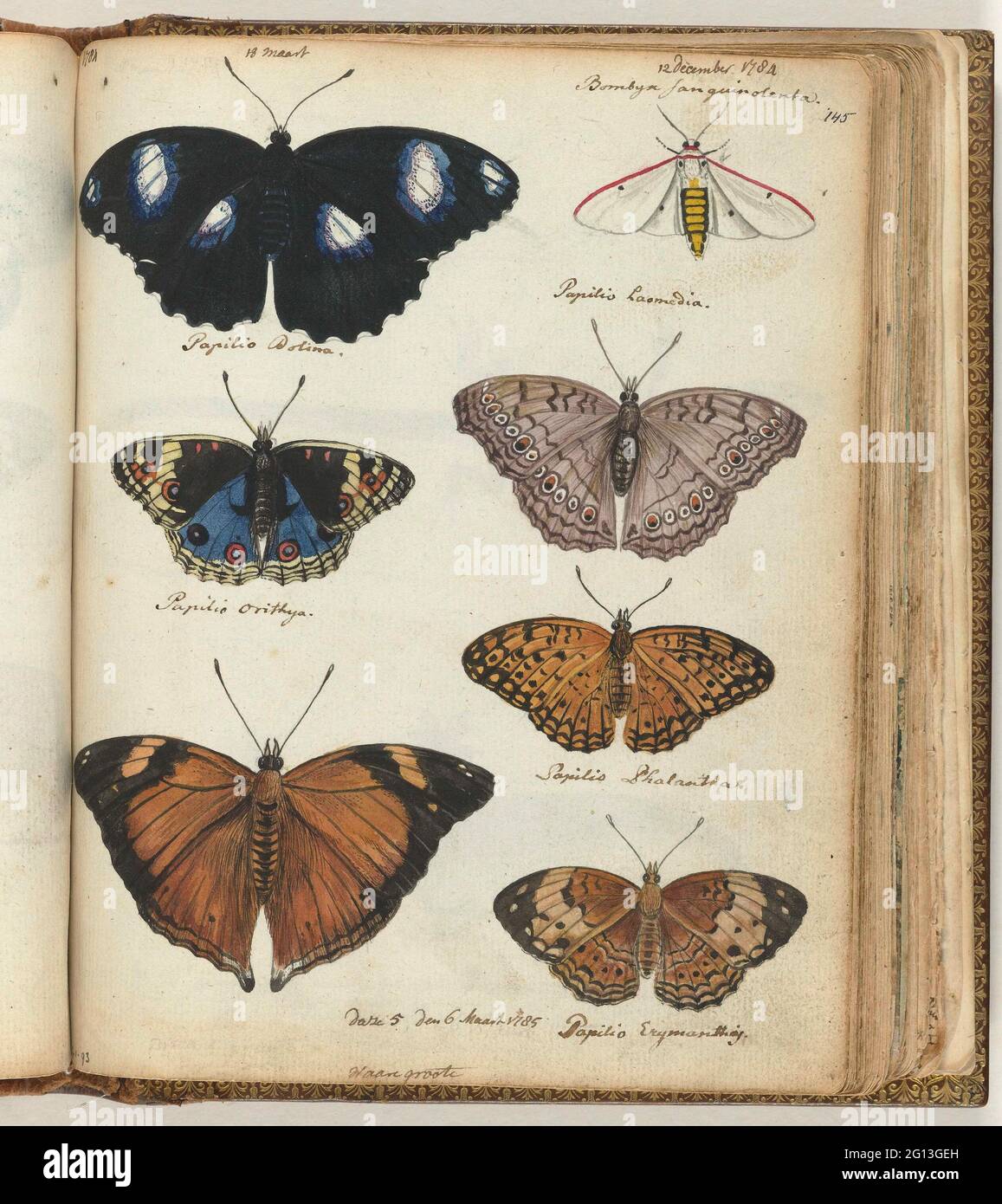 Papillons indiens. Dessin en couleur de sept papillons et moteurs javanais. Sur échelle. Avec inscription. Pièce de Jan Brandes, carnet d'esquisses DL. 1 (1808), p. 145. Banque D'Images
