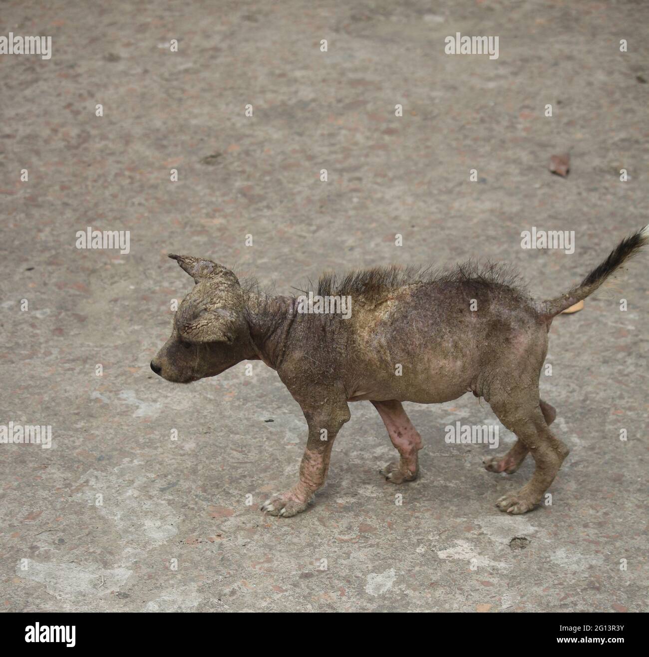 Les chiots touchés par les maladies de la peau et les petits chiots sont à la recherche de nourriture. Banque D'Images