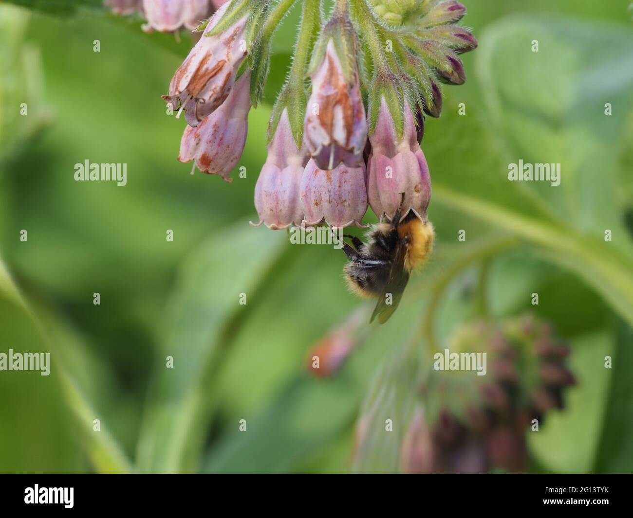 Comfrey commun avec des fleurs rose pâle avec l'abeille se nourrissant sur le Nectar Banque D'Images