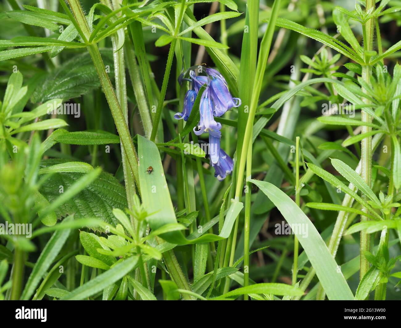 Bluebell dans le hedgerow Banque D'Images