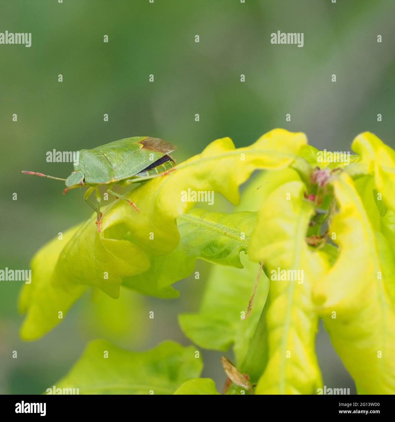 Green Shield ou Green stink bug sur les feuilles d'un chêne Banque D'Images