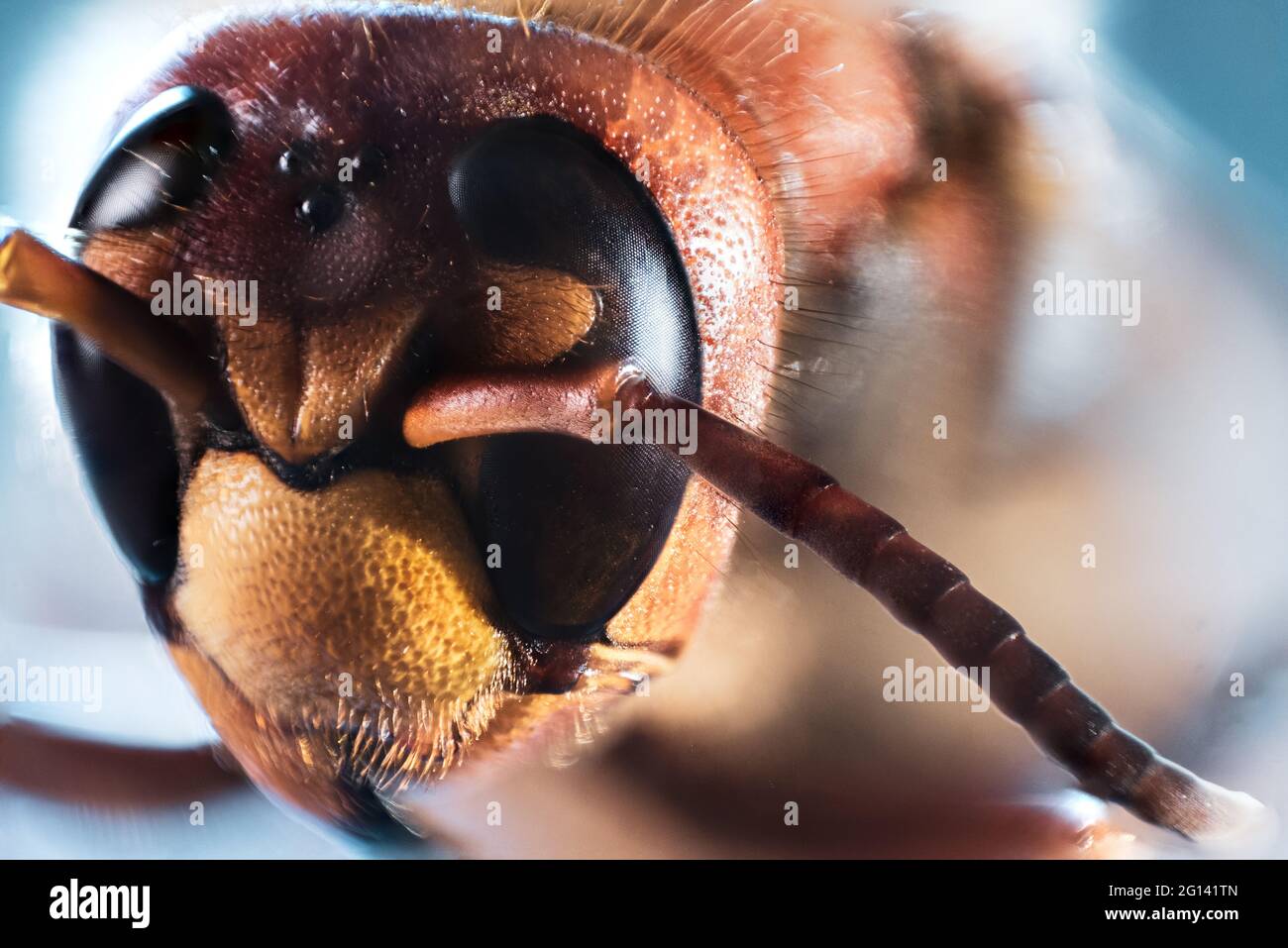 Vespa crabro. Le hornet est une espèce de la famille des guêpes sociales Banque D'Images