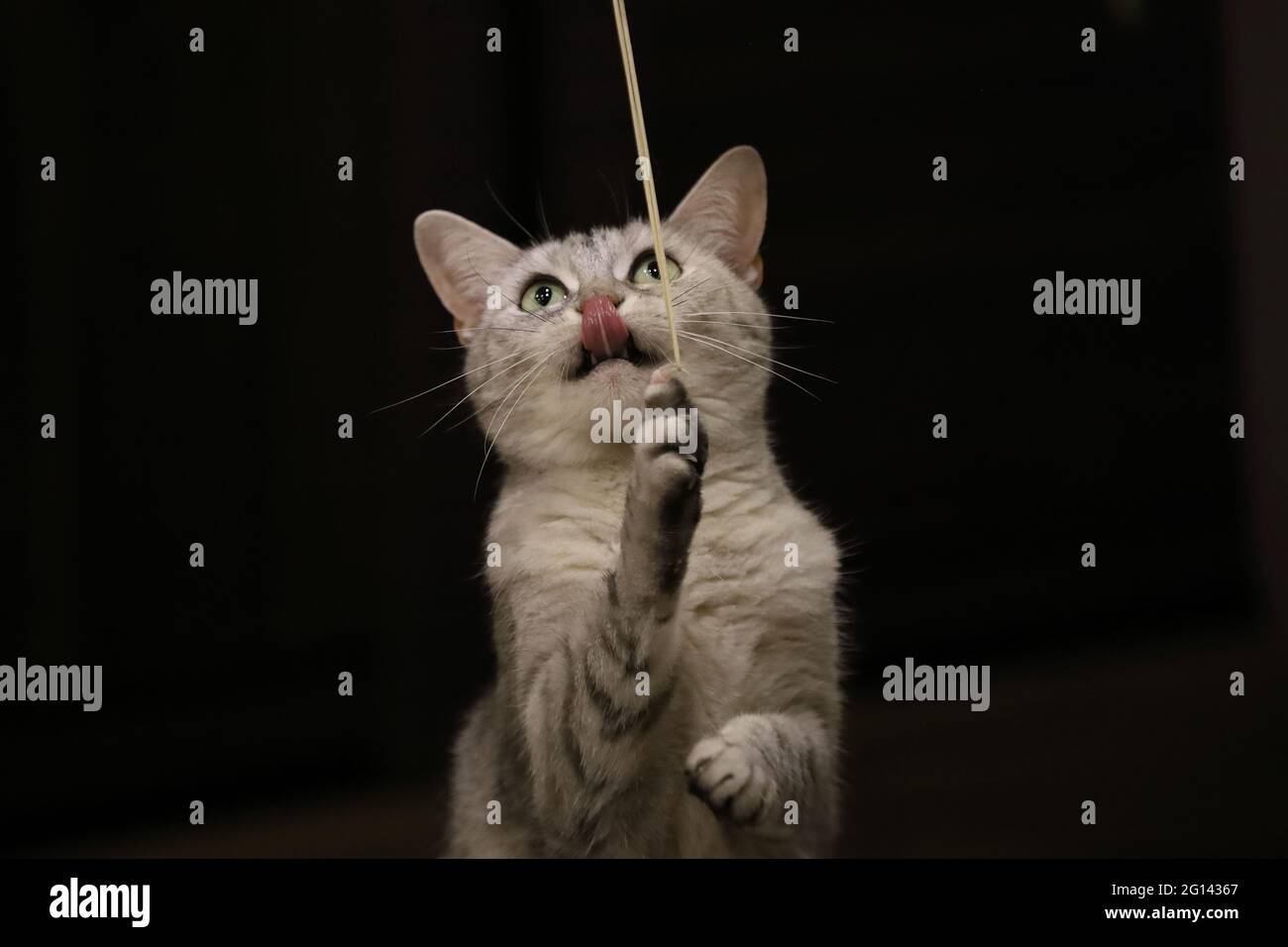 chat jouant avec une chaîne Photo Stock - Alamy