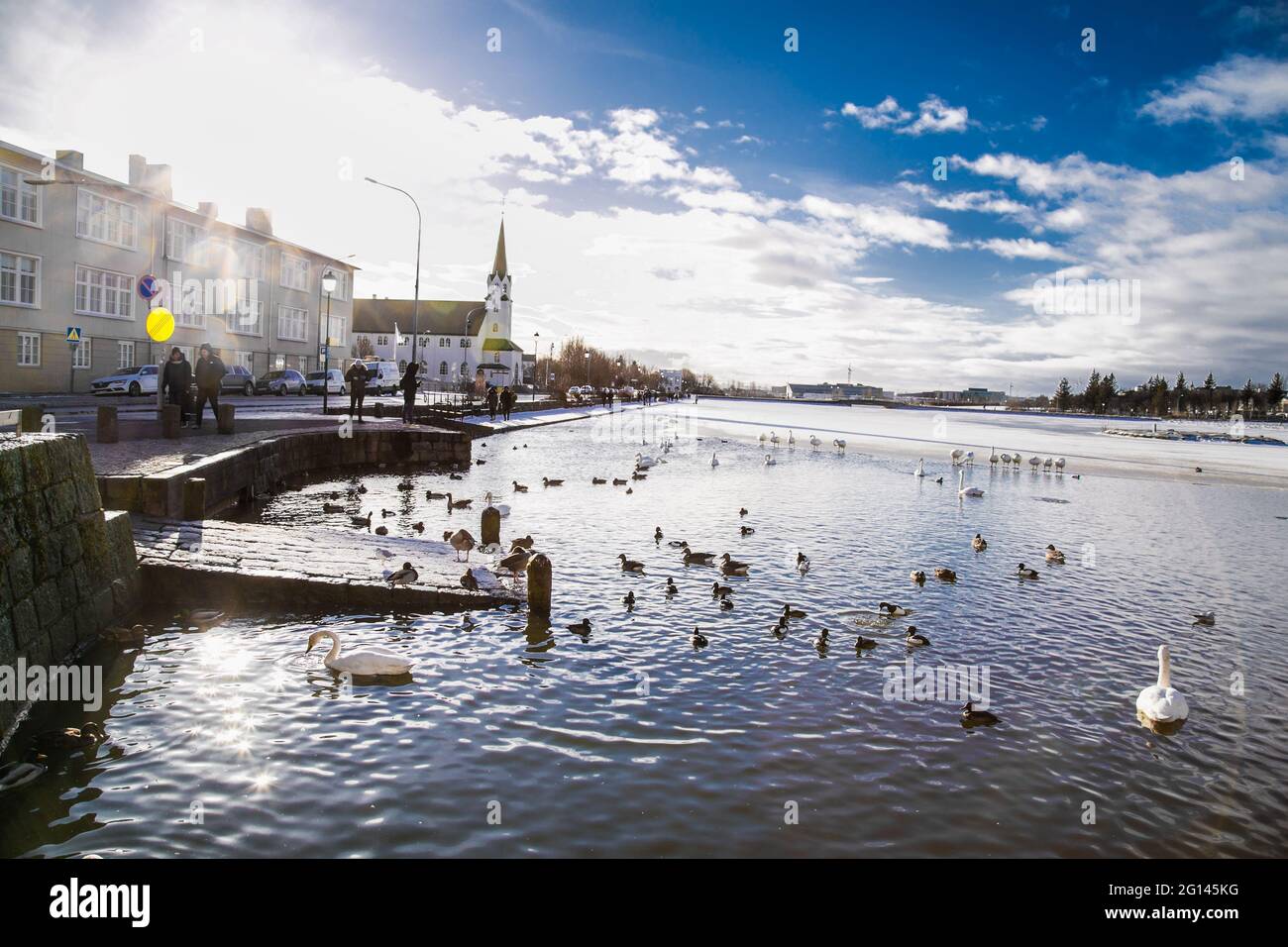 Reykjavic , Islande- 20 février 2020: Oiseaux sur un lac thermique de Tjornin dans le centre de la ville de Reykjavik. Islande. Vue sur la ville. Banque D'Images
