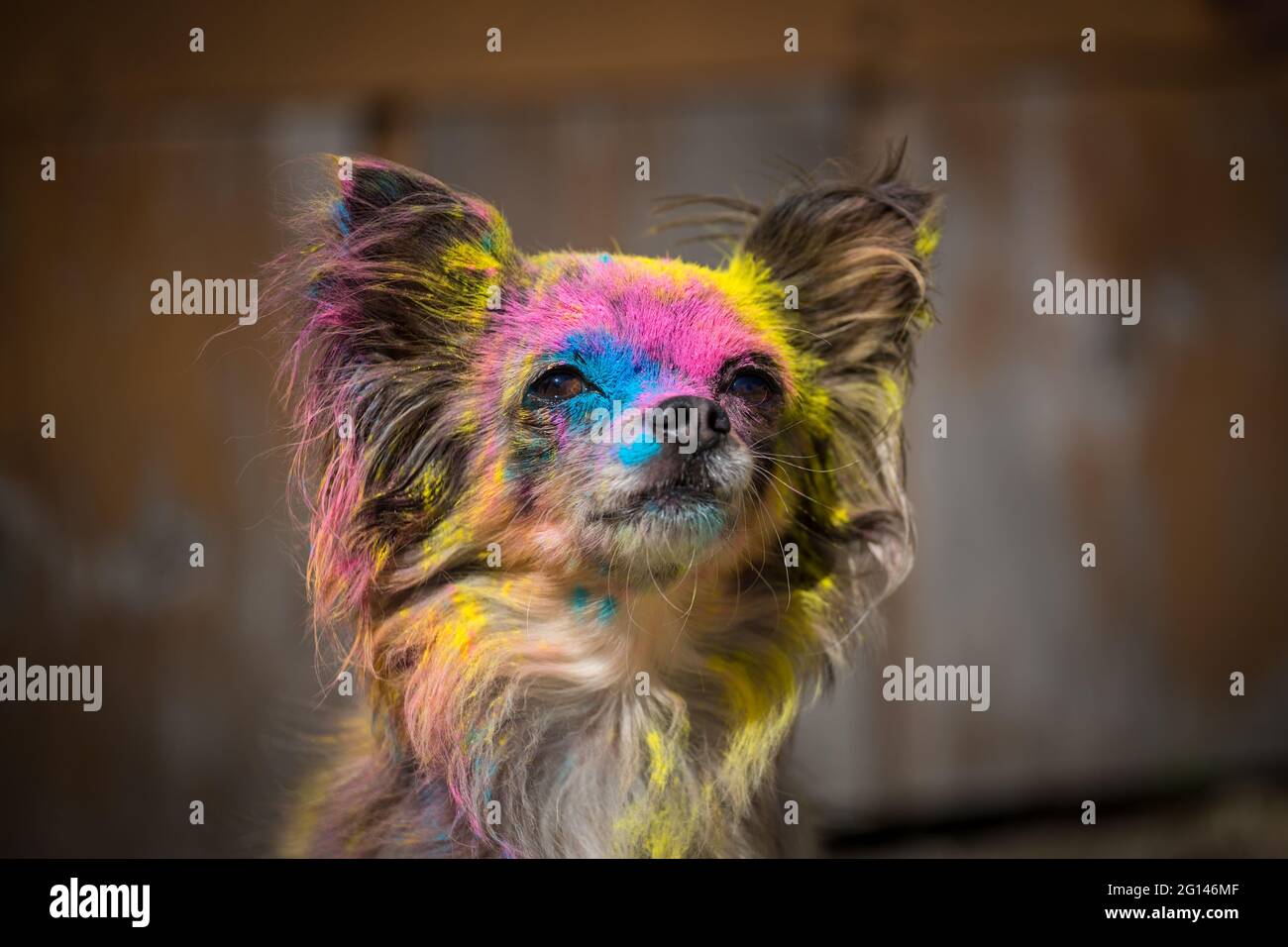Chien Chihuahua, coloré en poudre de holi Banque D'Images