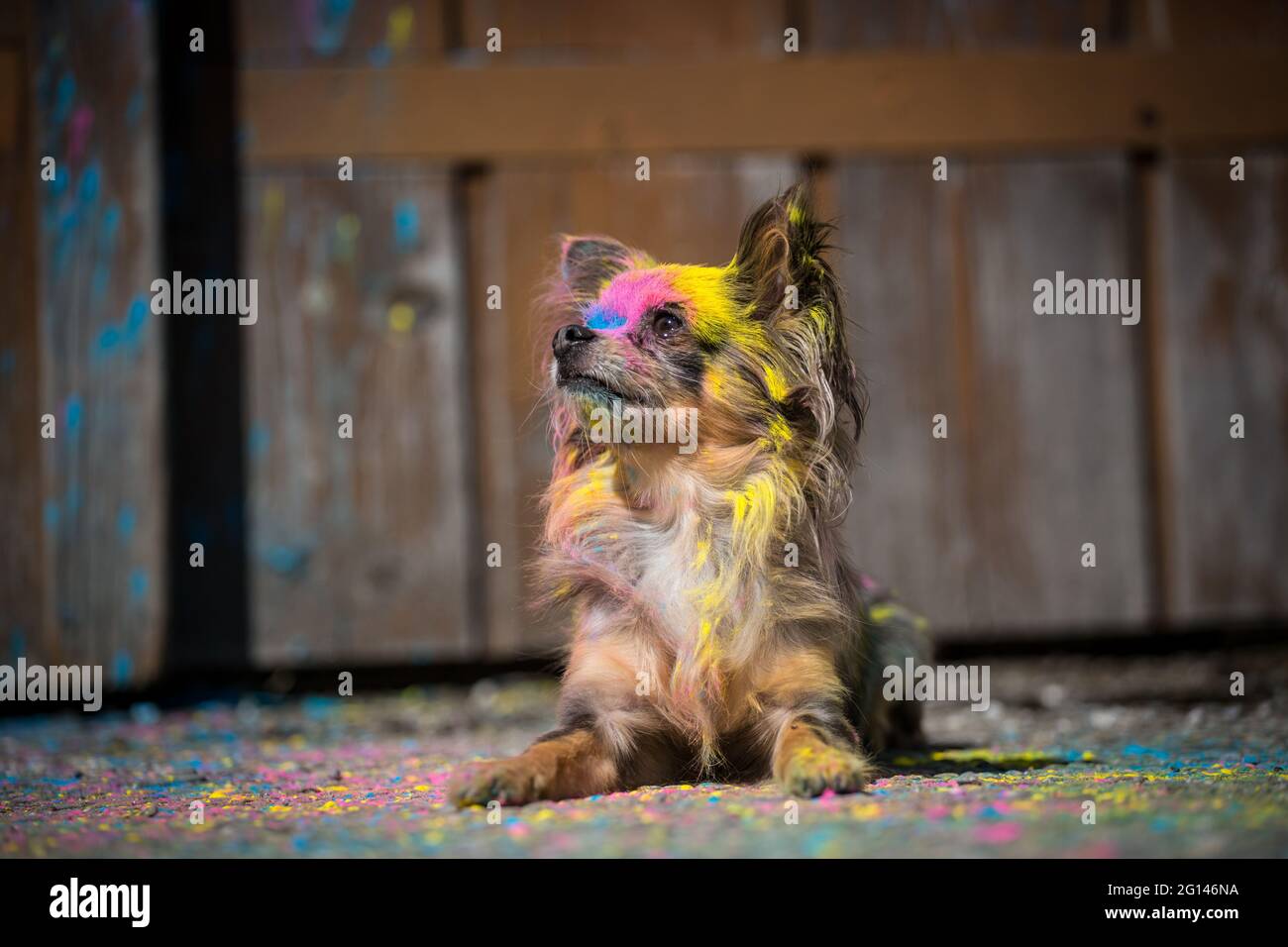 Chien Chihuahua couché, coloré avec de la poudre de holi Banque D'Images