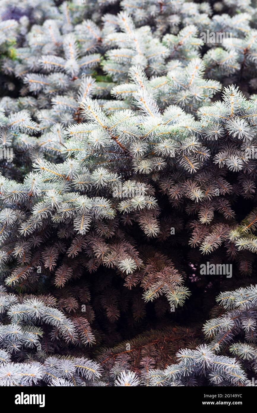 PIN argenté, pin argenté, pin argenté, brunches de sapin photo rapprochée Banque D'Images
