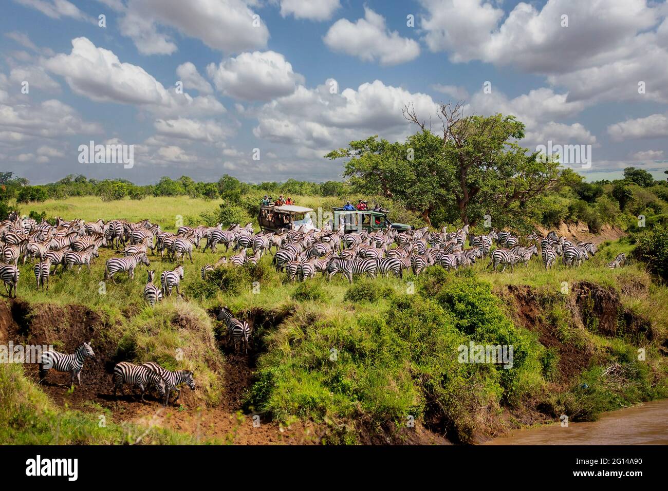 Zèbres traversant la rivière à la grande migration avec des gens qui la regardent de leurs véhicules à Maasai Mara, Kenya Banque D'Images