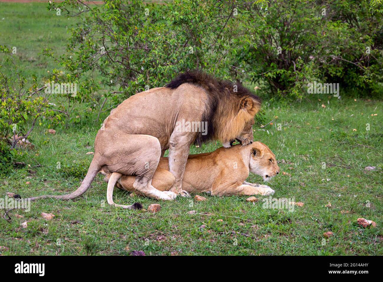 Accouplement du lion et de la lionne à Masai Mara, Kenya Banque D'Images