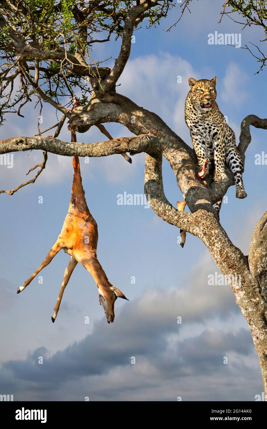 Léopard dans l'arbre avec la mort, à Masai Mara, Kenya Banque D'Images