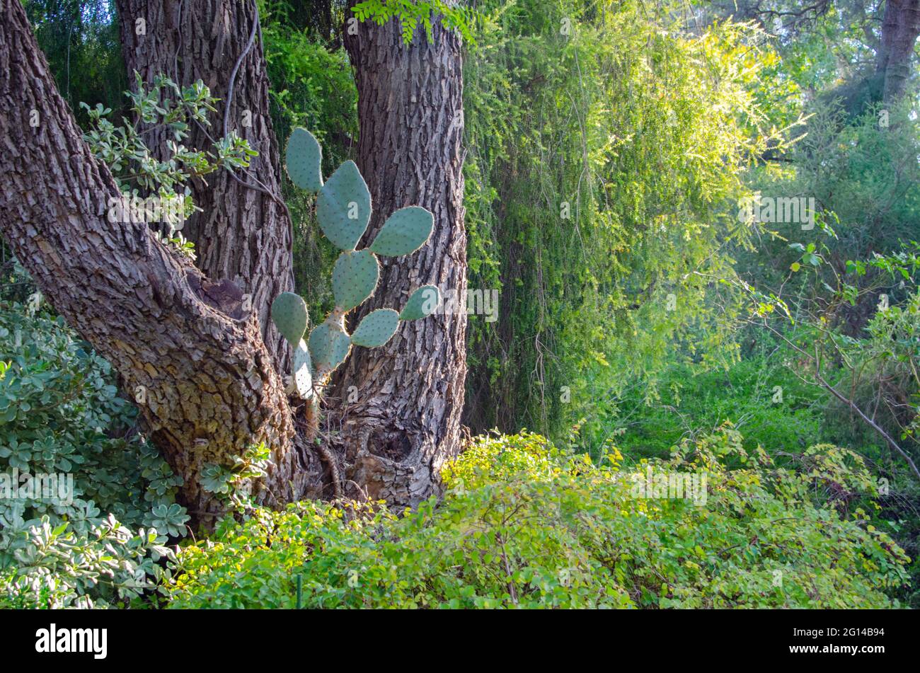 Pear Cactus pousse dans un arbre Banque D'Images