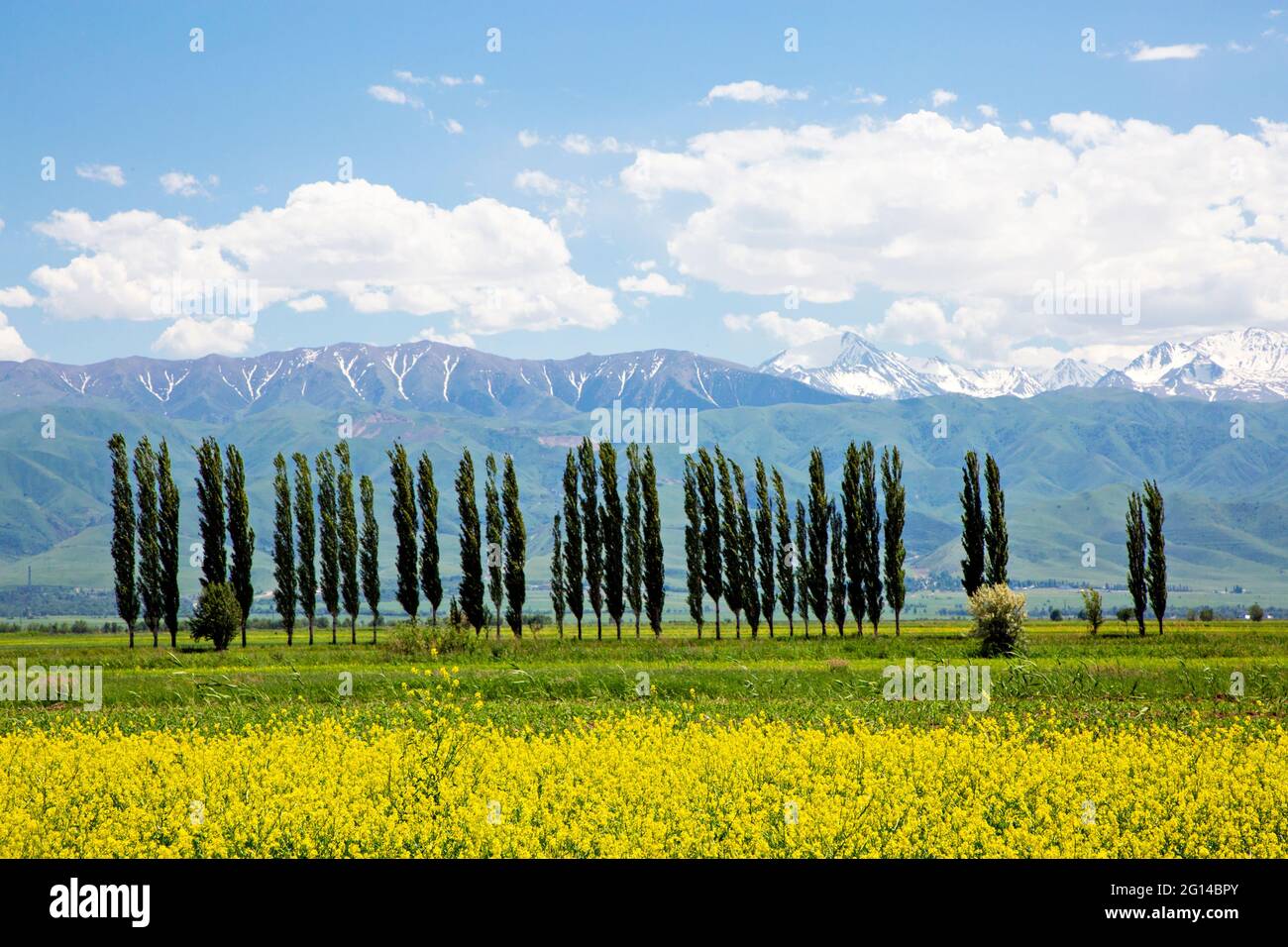 Rangée de peupliers avec fleurs printanières et montagnes enneigées dans la campagne, Kirghizistan Banque D'Images